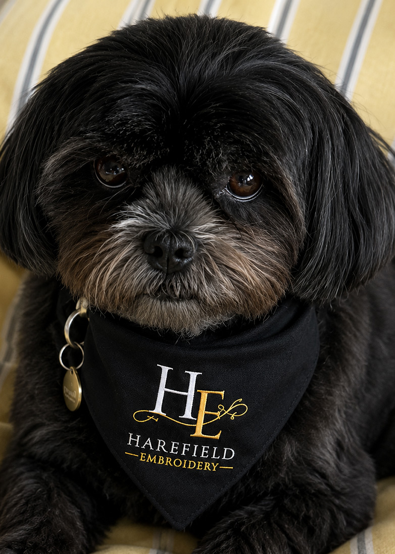 Photo of Belle, a small black shih tzu cross.
